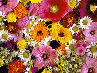 click for enlarge 800 X 600 218.5 Kb picture