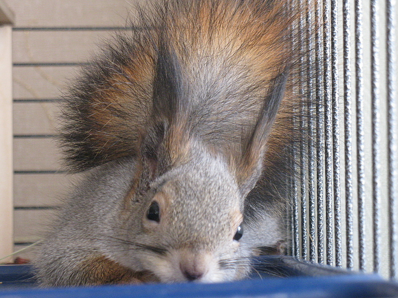 click for enlarge 1920 X 1440 325.8 Kb picture