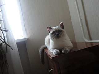 click for enlarge 800 X 600  93.8 Kb picture