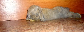click for enlarge 1600 X 622 233.8 Kb picture