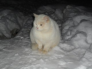 click for enlarge 1280 X 960 165.9 Kb picture