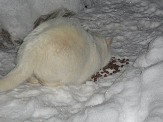 click for enlarge 1280 X 960 174.0 Kb picture