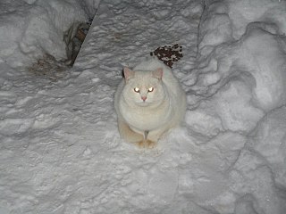 click for enlarge 1280 X 960 176.9 Kb picture