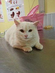 click for enlarge 453 X 604  39.1 Kb picture