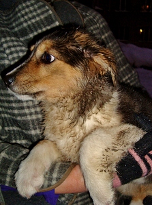 click for enlarge 763 X 1024 488.8 Kb picture