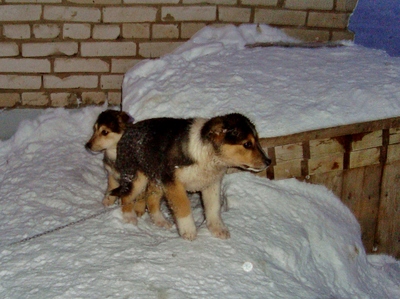 click for enlarge 1365 X 1022 740.7 Kb picture