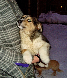 click for enlarge 768 X 901 475.4 Kb picture