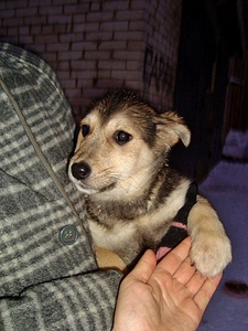 click for enlarge 768 X 1024 510.1 Kb picture