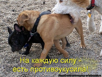 click for enlarge 480 X 360 71.9 Kb picture