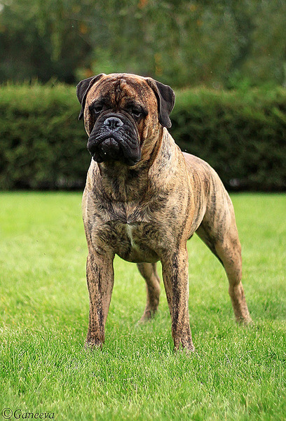 click for enlarge 600 X 882 245.9 Kb picture