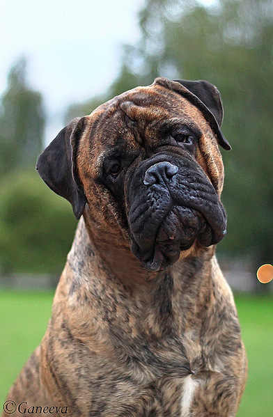 click for enlarge 600 X 917 195.0 Kb picture