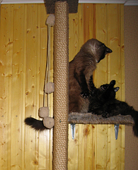 click for enlarge 650 X 800 451.7 Kb picture