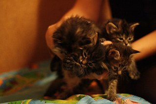 click for enlarge 604 X 403  35.2 Kb picture