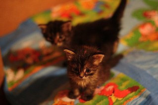 click for enlarge 604 X 403  34.3 Kb picture