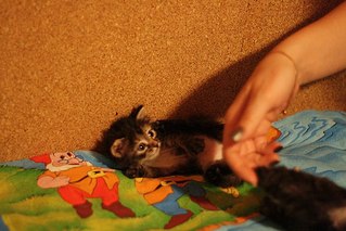 click for enlarge 604 X 403  52.8 Kb picture