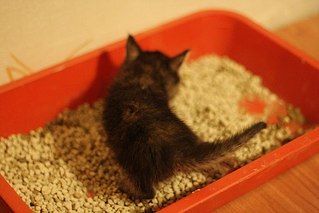 click for enlarge 604 X 403  38.0 Kb picture