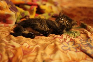 click for enlarge 604 X 403  45.1 Kb picture