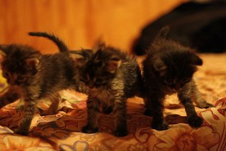 click for enlarge 604 X 403  40.1 Kb picture