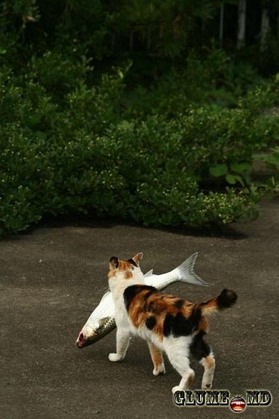 click for enlarge 640 X 959 66.6 Kb picture