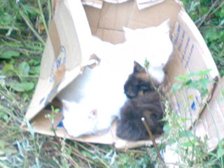 click for enlarge 1920 X 1440 284.7 Kb picture