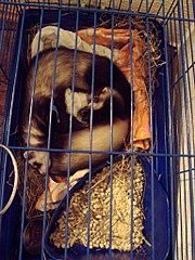 click for enlarge 768 X 1024 196.7 Kb picture