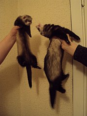 click for enlarge 768 X 1024 110.1 Kb picture