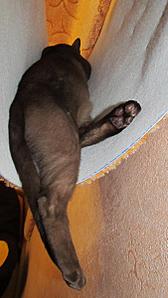 click for enlarge 675 X 1200 116.9 Kb picture