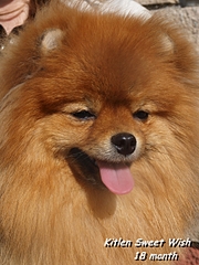 click for enlarge 1920 X 2560 403.8 Kb picture