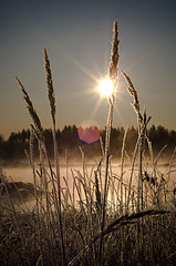 click for enlarge 530 X 800 111.7 Kb picture