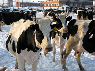 click for enlarge 800 X 600 201.4 Kb picture