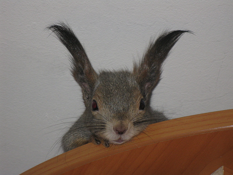 click for enlarge 1920 X 1440 1006.6 Kb picture