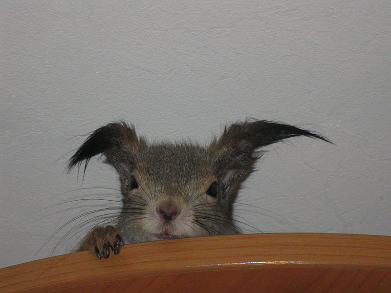 click for enlarge 1920 X 1440 161.1 Kb picture