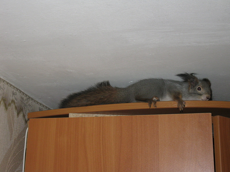 click for enlarge 1920 X 1440 135.4 Kb picture