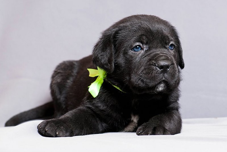 click for enlarge 1181 X 791  96.1 Kb picture