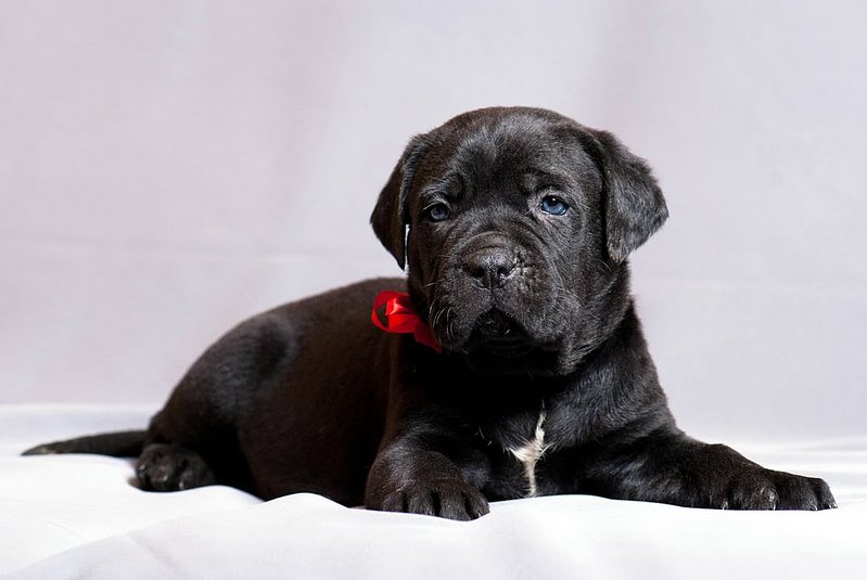 click for enlarge 1181 X 791  85.8 Kb picture