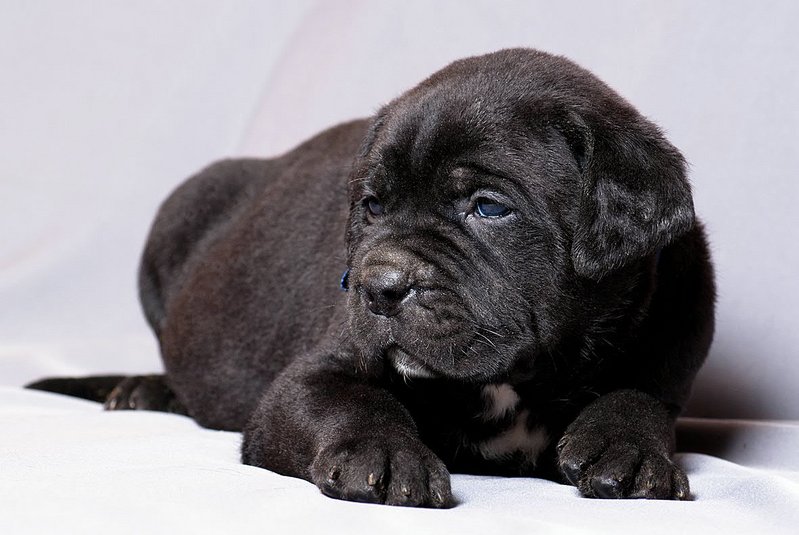 click for enlarge 1181 X 791 129.3 Kb picture