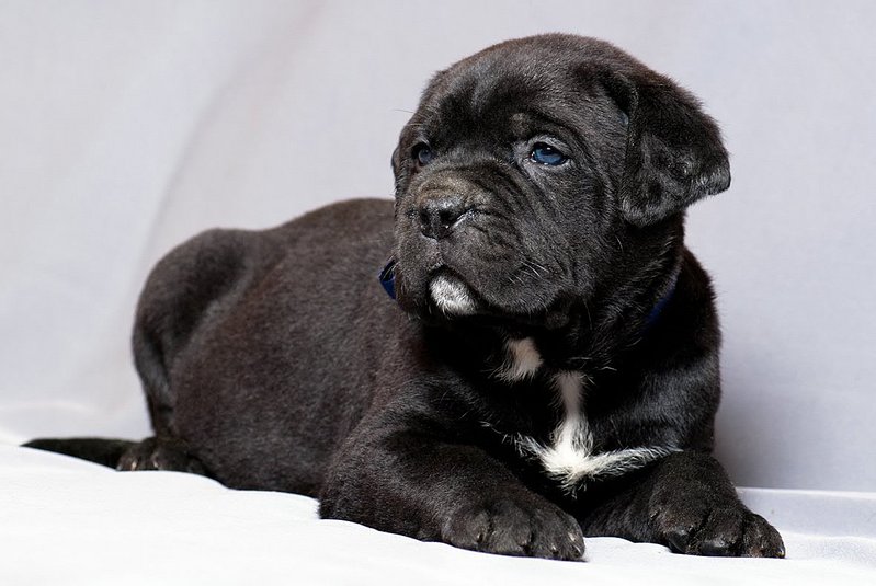 click for enlarge 1181 X 791 117.8 Kb picture