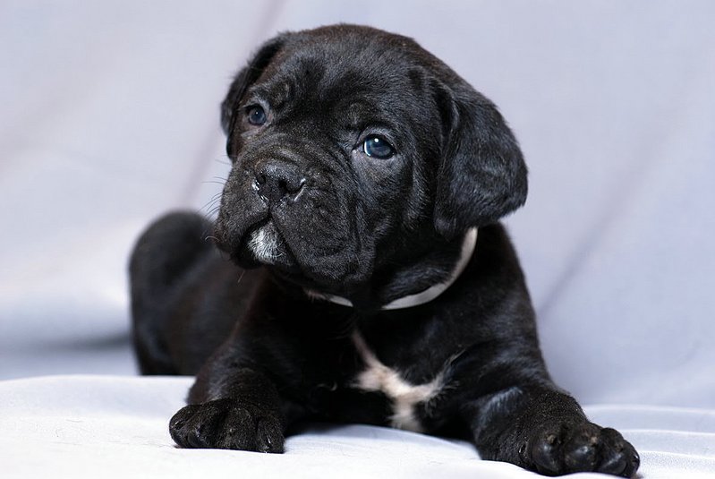 click for enlarge 1181 X 791  95.4 Kb picture