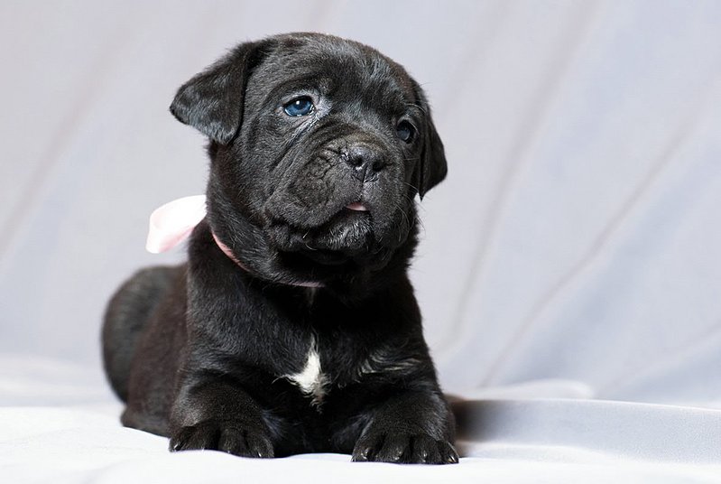 click for enlarge 1181 X 792  92.4 Kb picture