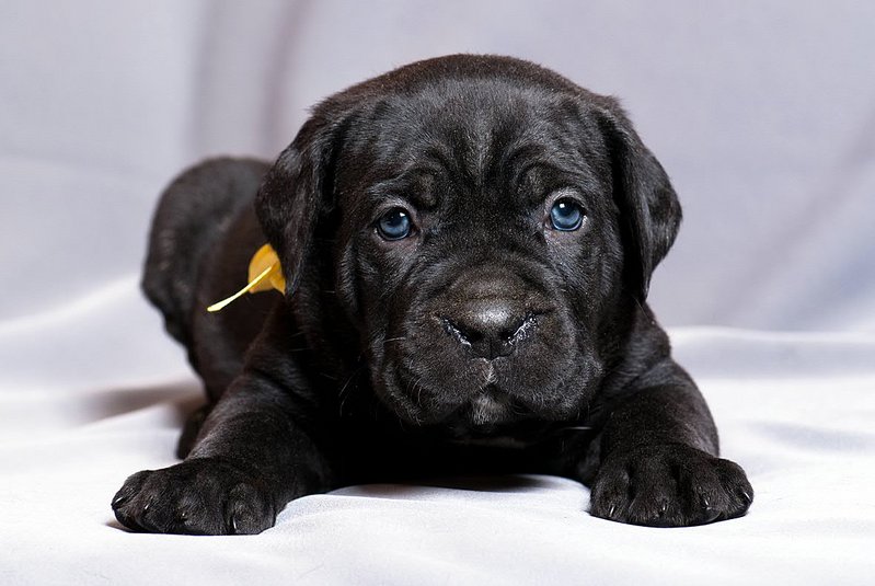 click for enlarge 1181 X 791 120.0 Kb picture