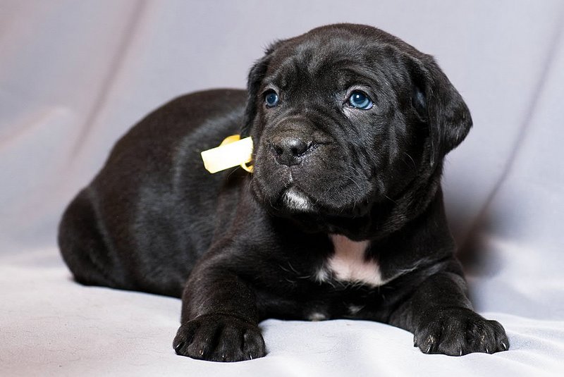 click for enlarge 1181 X 790 113.7 Kb picture