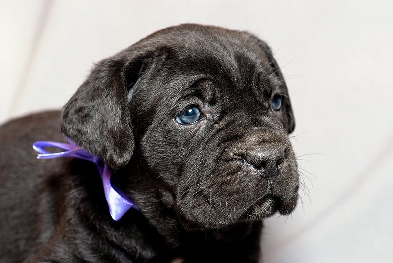 click for enlarge 1181 X 791 137.6 Kb picture