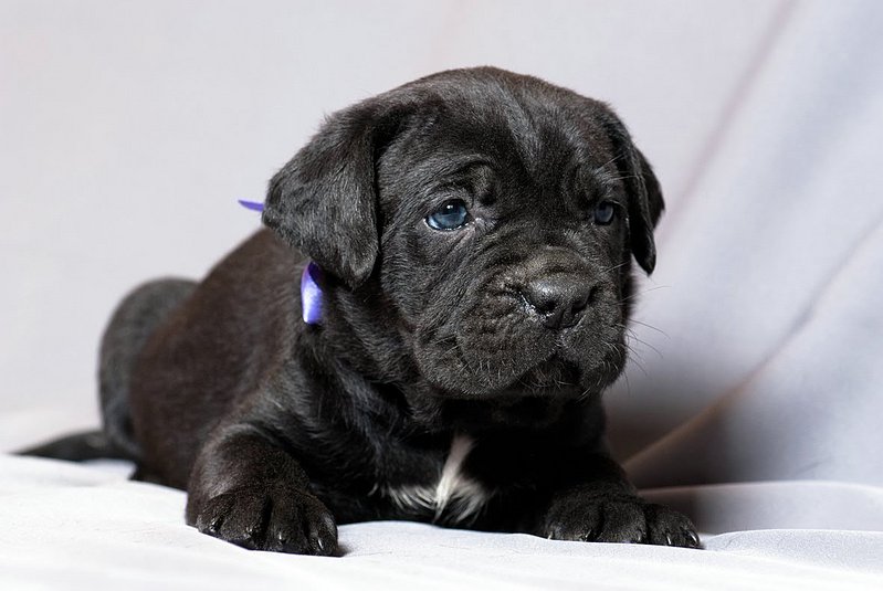 click for enlarge 1181 X 791 107.8 Kb picture