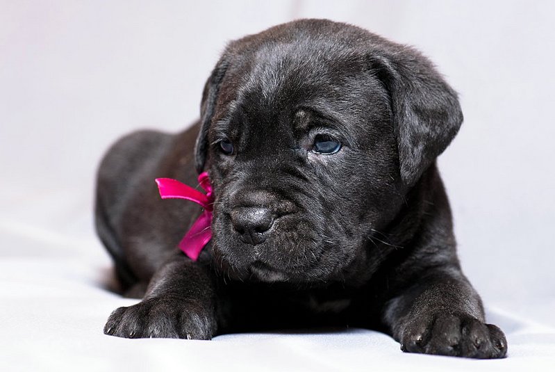 click for enlarge 1181 X 791 119.9 Kb picture