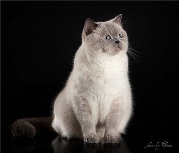 click for enlarge 600 X 514 30.8 Kb picture