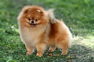 click for enlarge 700 X 467  81.9 Kb picture