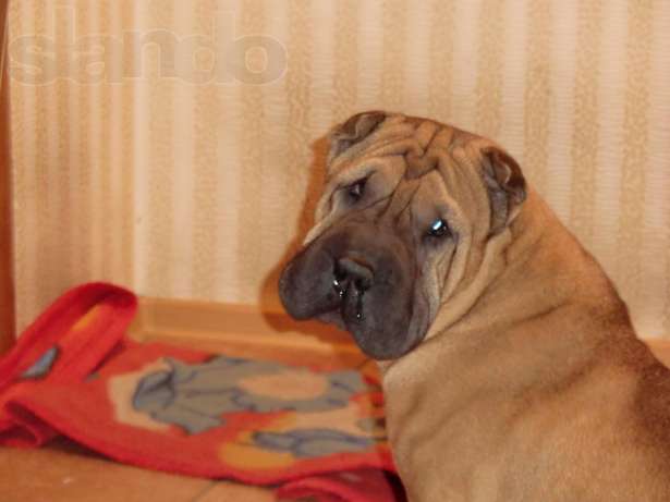 шарпей какой корм