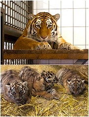 click for enlarge 606 X 800 182.6 Kb picture