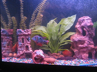 click for enlarge 1600 X 1200 617.2 Kb picture