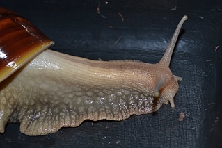 click for enlarge 448 X 299 90.6 Kb picture